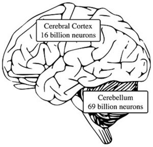 cerebellum-culture.jpg