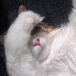 Profile picture of simplysteven