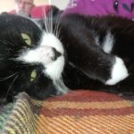 Profile picture of kittyvac