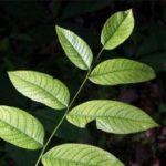 Profile picture of leaflover