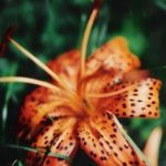 Profile picture of tigerlily